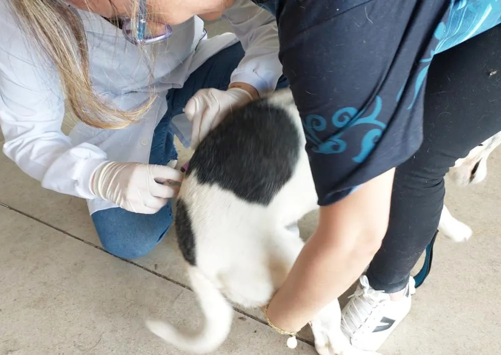 USF Jóquei Clube terá 500 doses para vacinação antirrábica neste sábado (01)