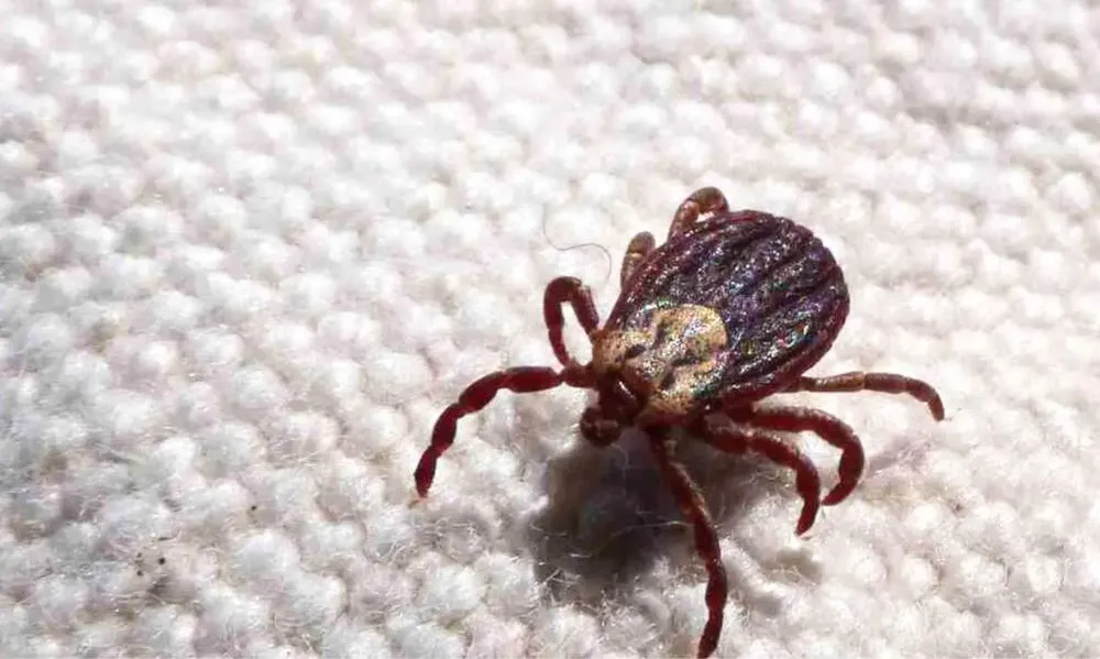 SP registra 18 mortes por febre maculosa em 19 casos confirmados