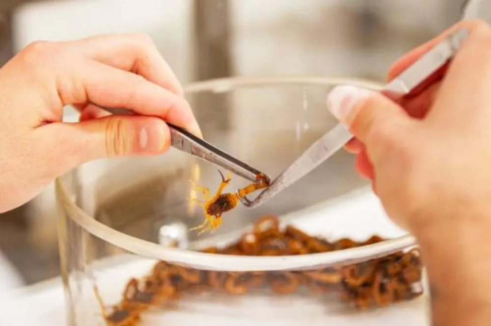 Marília registra 175 acidentes com escorpiões em 2025